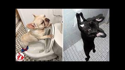 Very Funny 🐶 Dog 😂 | Dog Wash Bathroom 😹🤣 | Pet Pulse TV