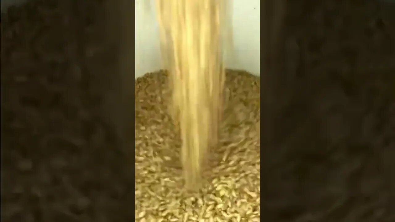 The SATISFYING SOUND of Pouring Hard White Wheat Berries into a Bucket 🌾 🫠 #shorts #viral #tiktok