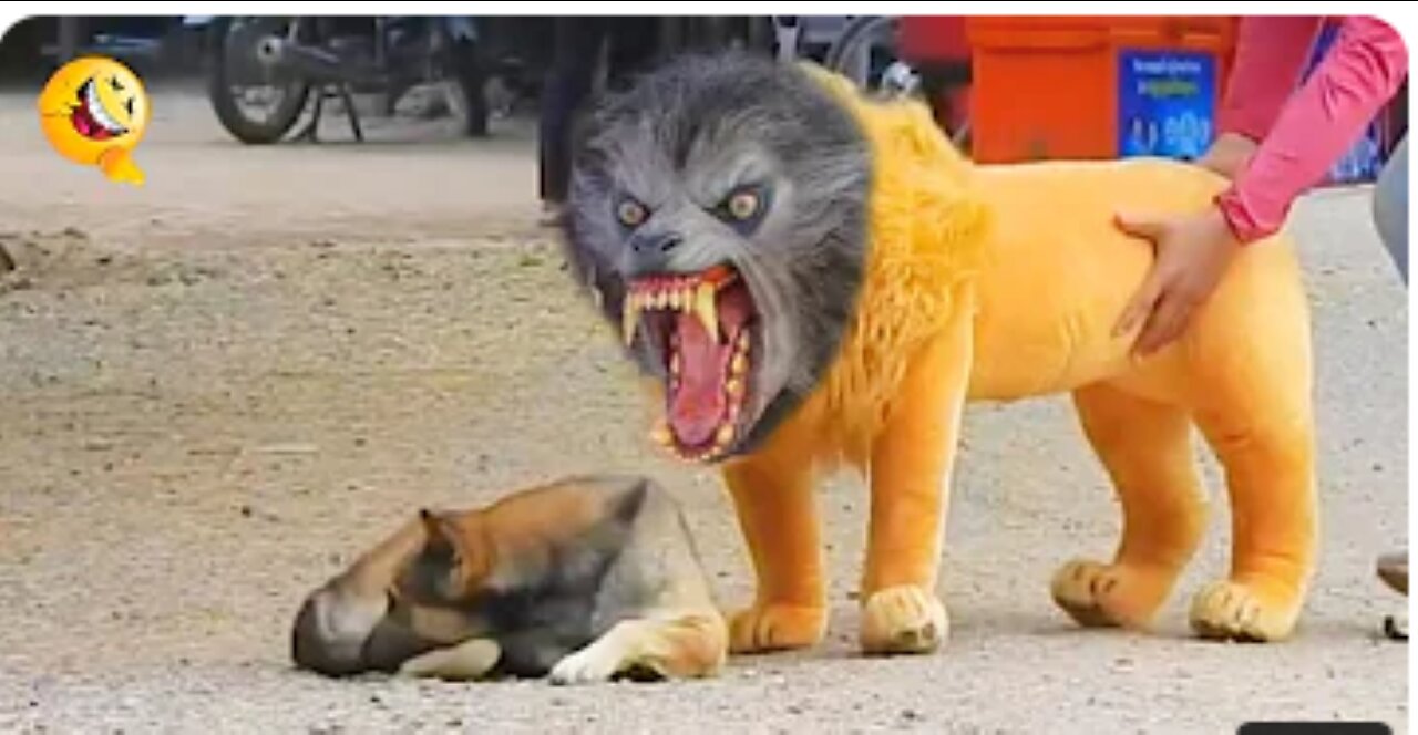 Troll Prank Dog Funny & fake Lion and Fake Tiger Prank To dog & Huge Bo0x Prank to dog part 2