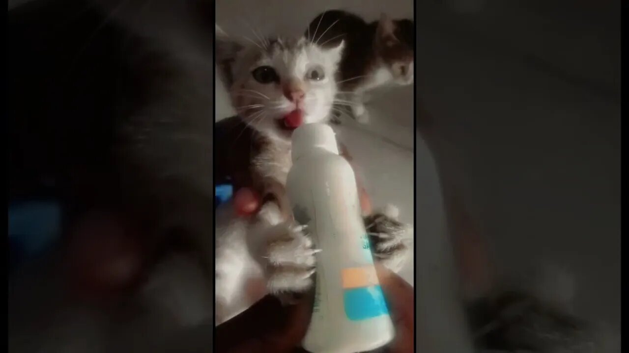 / Anna licking milk /Cute little Cat/ Cat love/ #cutecat /#funycat