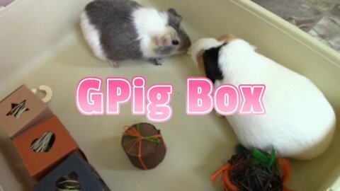 GPig Box Unboxing June 2022! 🌻