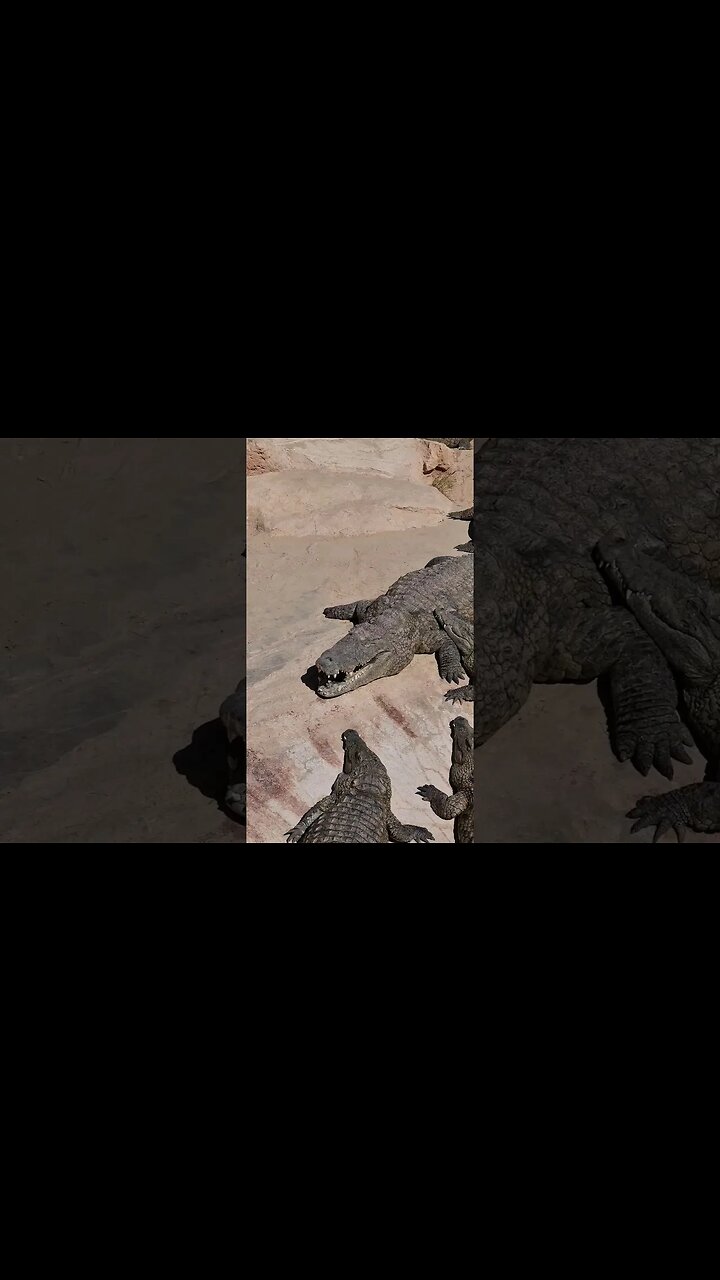 Did you know that you can see crocodiles in Tunisia? #shortvideo #travelvlog #tunisia #africa