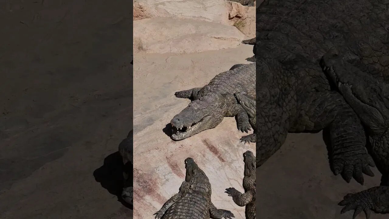 Did you know that you can see crocodiles in Tunisia? #shortvideo #travelvlog #tunisia #africa