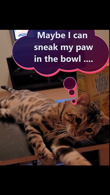 Clawhauser Learning Table Manners