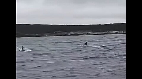 Orcas follow boat