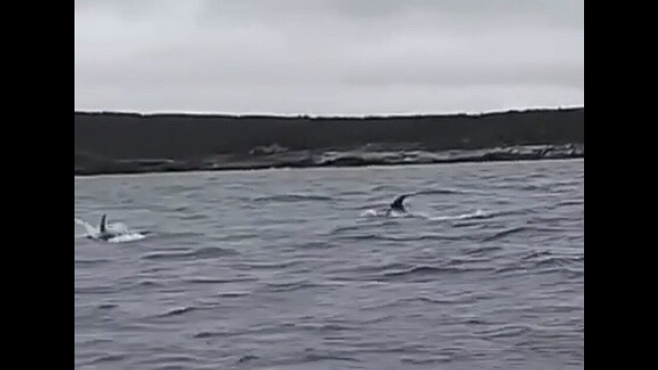 Orcas follow boat