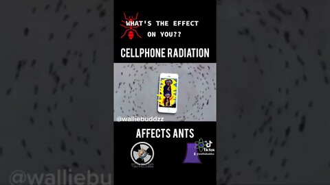 Cellphone Radiation affecting ants