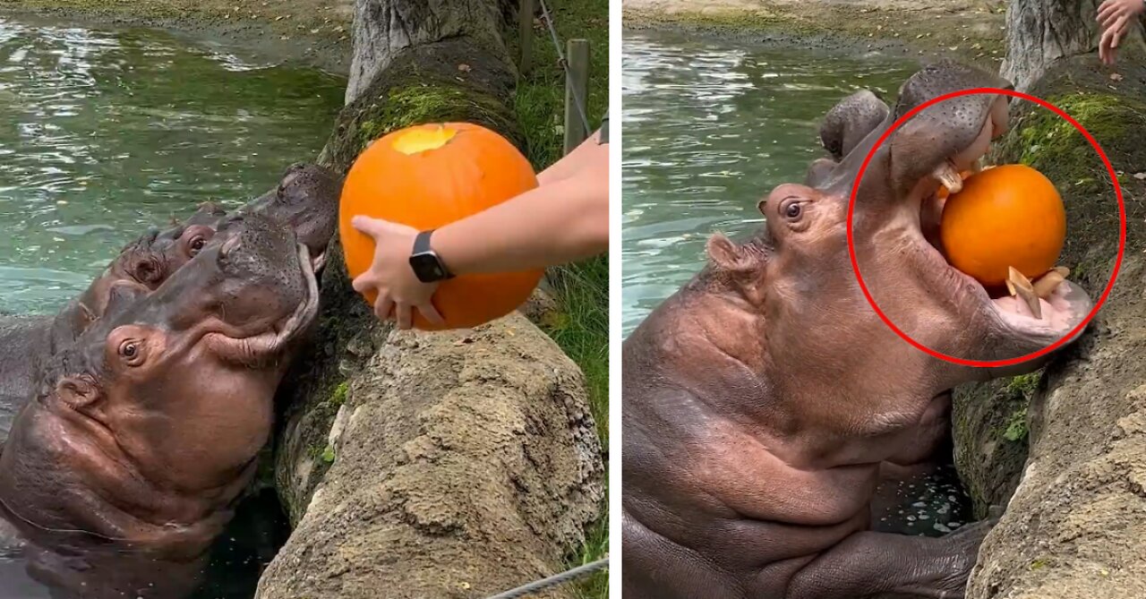 Hungry Hippos Enjoy Pumpkin Treats