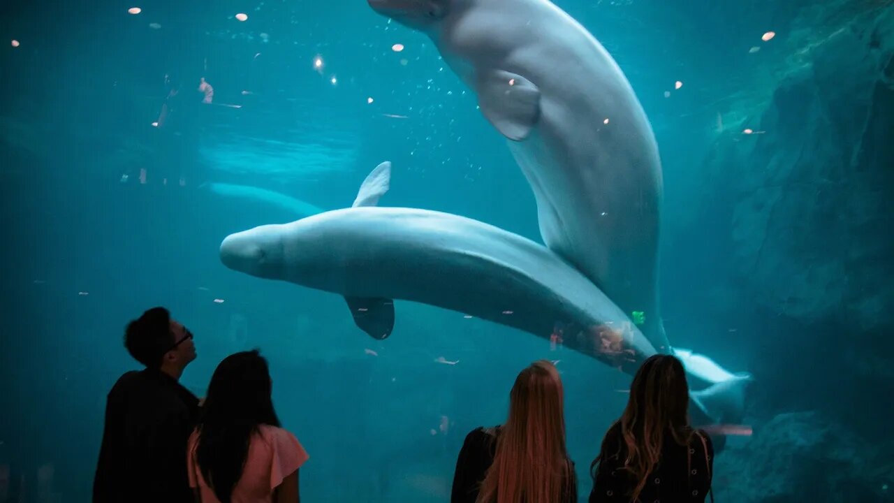 Why Georgia Aquarium {ATL} Should Be on Your Bucket List