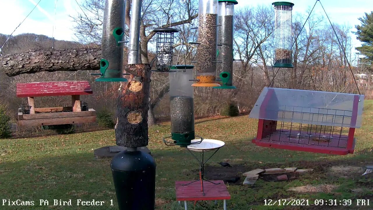 Squirrel goes for feeder