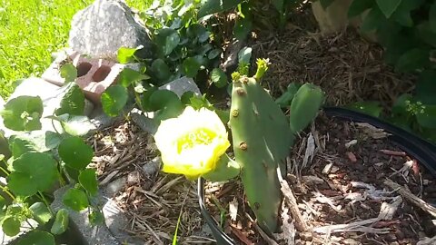 MY CACTUS HAS A FLOWER - CACTUS PROPAGATION UPDATE - SELF SUFFICIENCY GARDENING