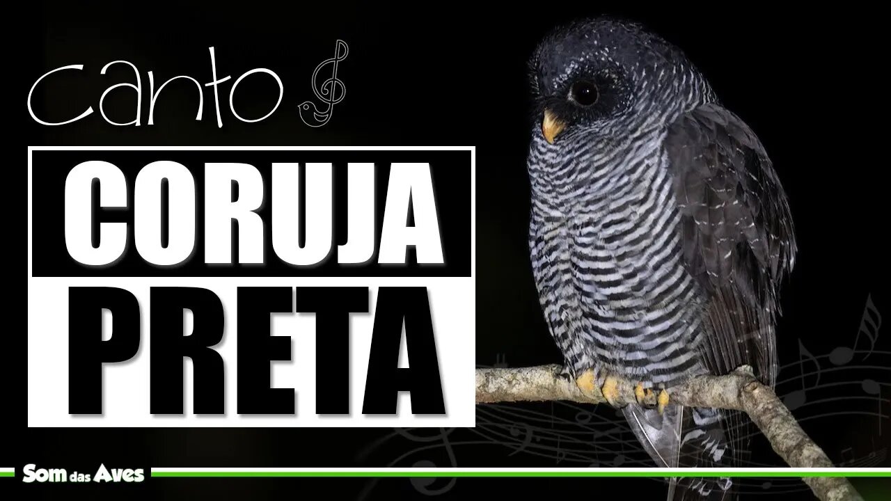 ðžO Canto da CORUJA PRETA (Ciccaba Huhula/Strix Huhula)ð