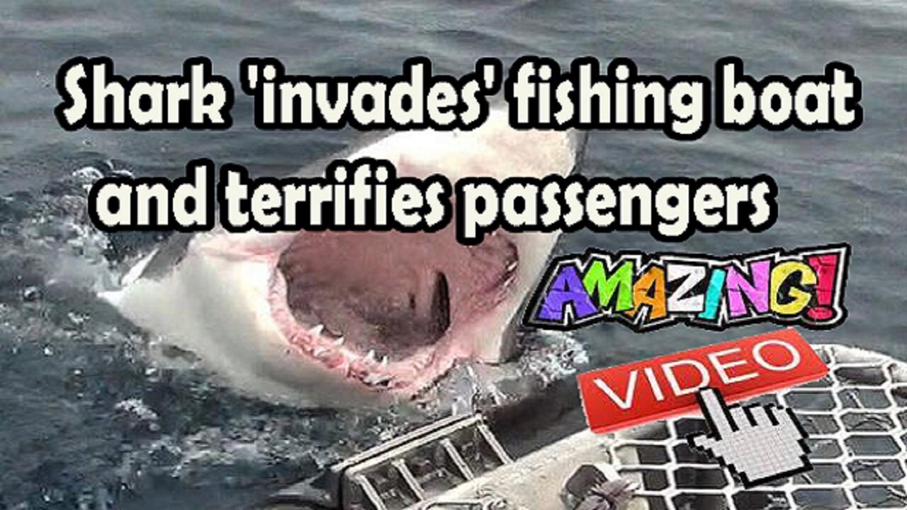 Shark 'invades' fishing boat and terrifies passengers