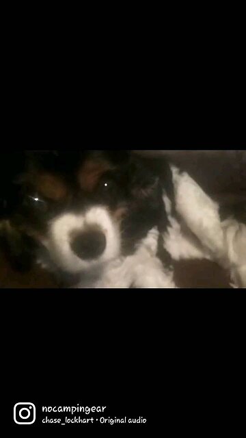 Cute puppy, funny narration