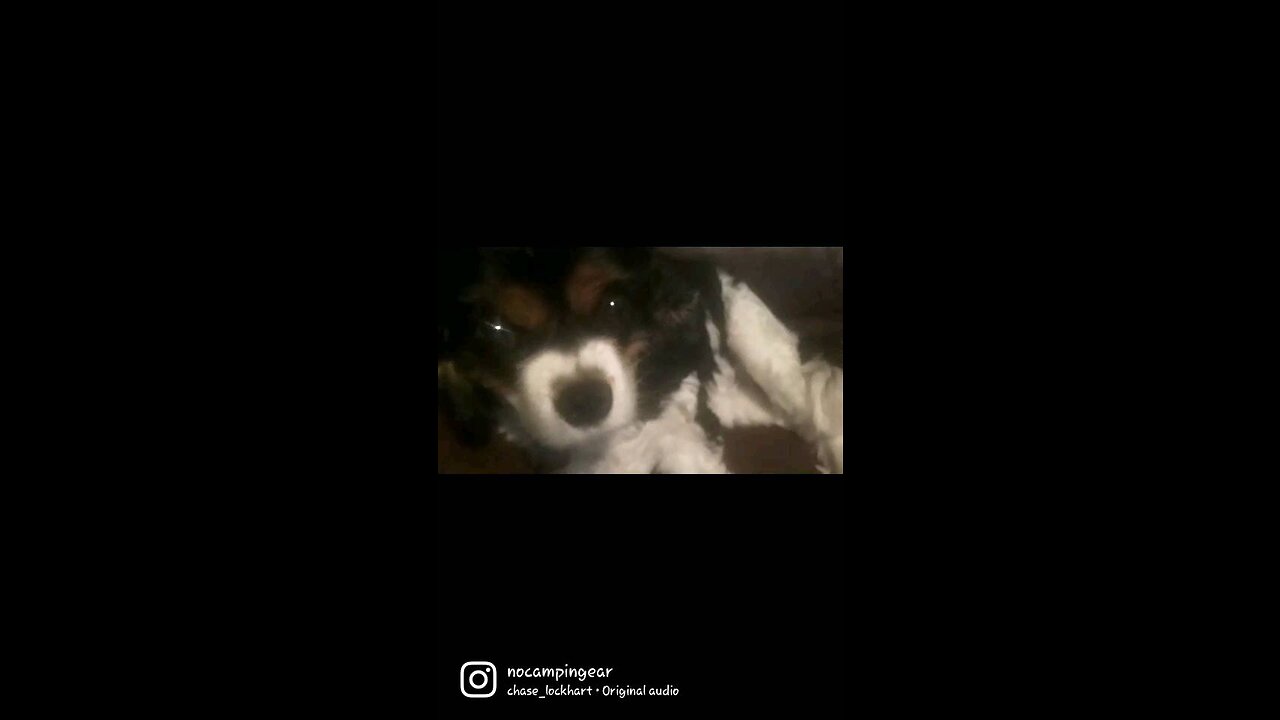 Cute puppy, funny narration