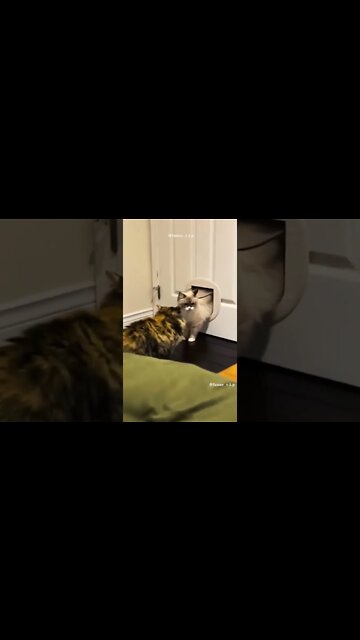 videos de gatos engracados #shorts