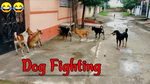 STREET_DOG_FIGHT_||_DOG_FIGHT_VIDEO_🐕DOGS_BARKING