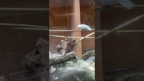 앵무새 먹이주기 어린이대공원 사육사