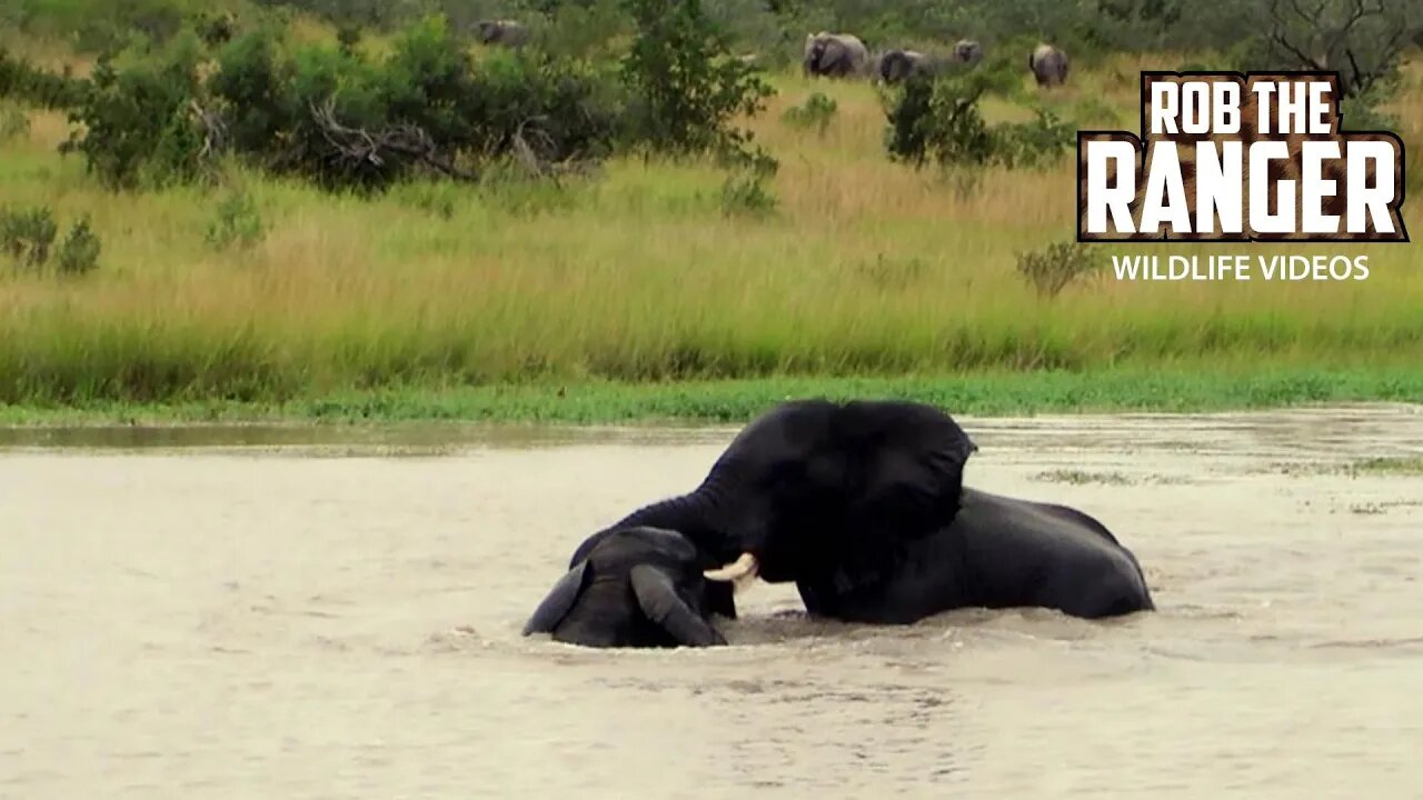 Elephant Bulls Play In A Waterhole | Archive Footage