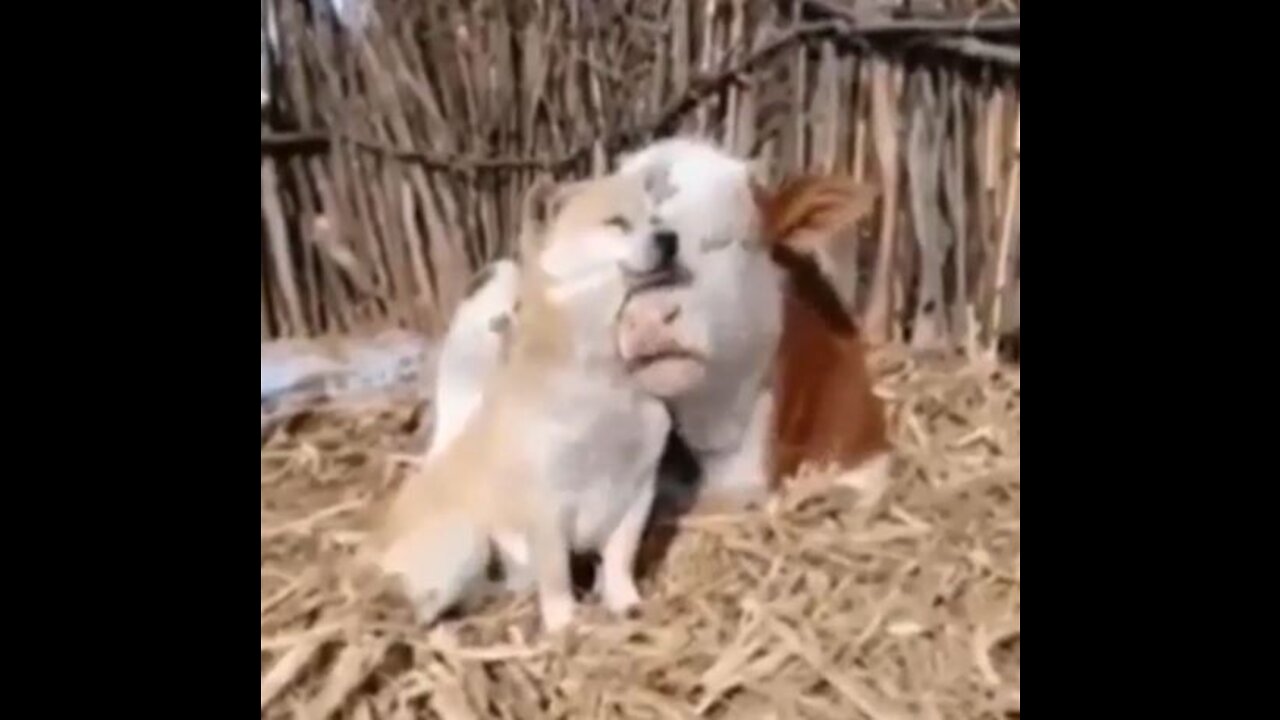 Friendship of cows with other animals.