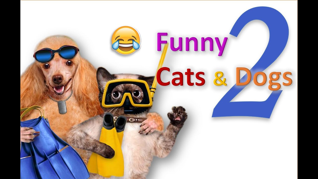 Funny cats and dogs 2