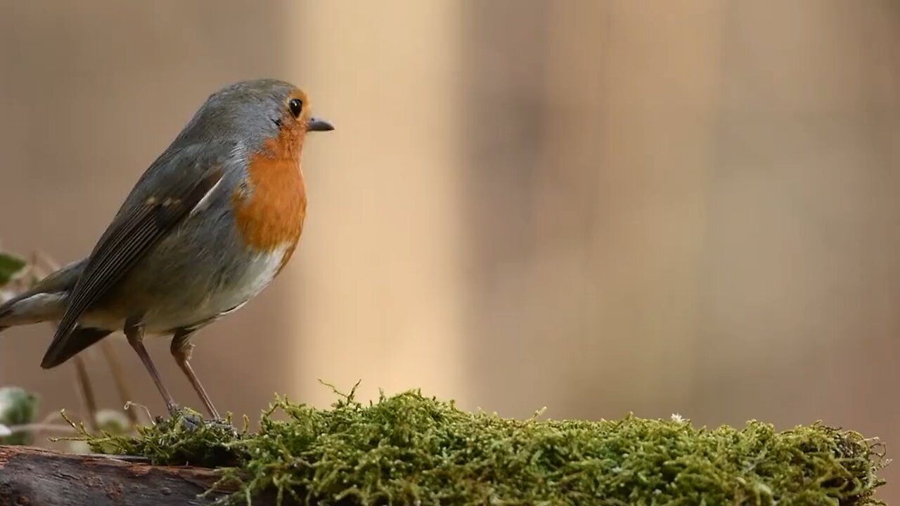 Robin Bird Forest 🐦 #birds #bird #nature #birdsofinstagram #wildlife #birdphotography #naturephotog