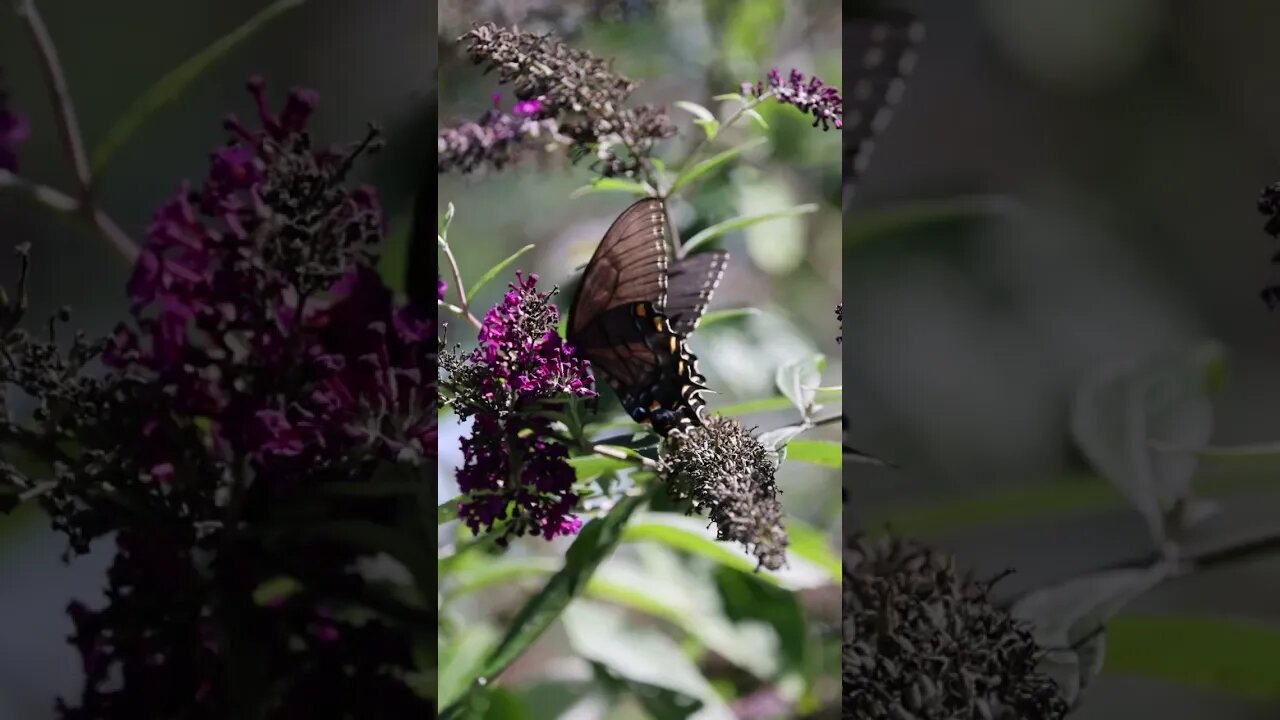 #shorts Do you plant for pollinators.. no, then you should start now! #nature #pollinators #habitat