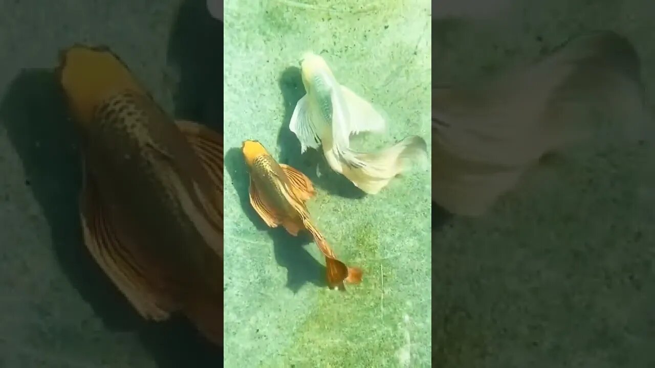Two Fish are playing Nicely