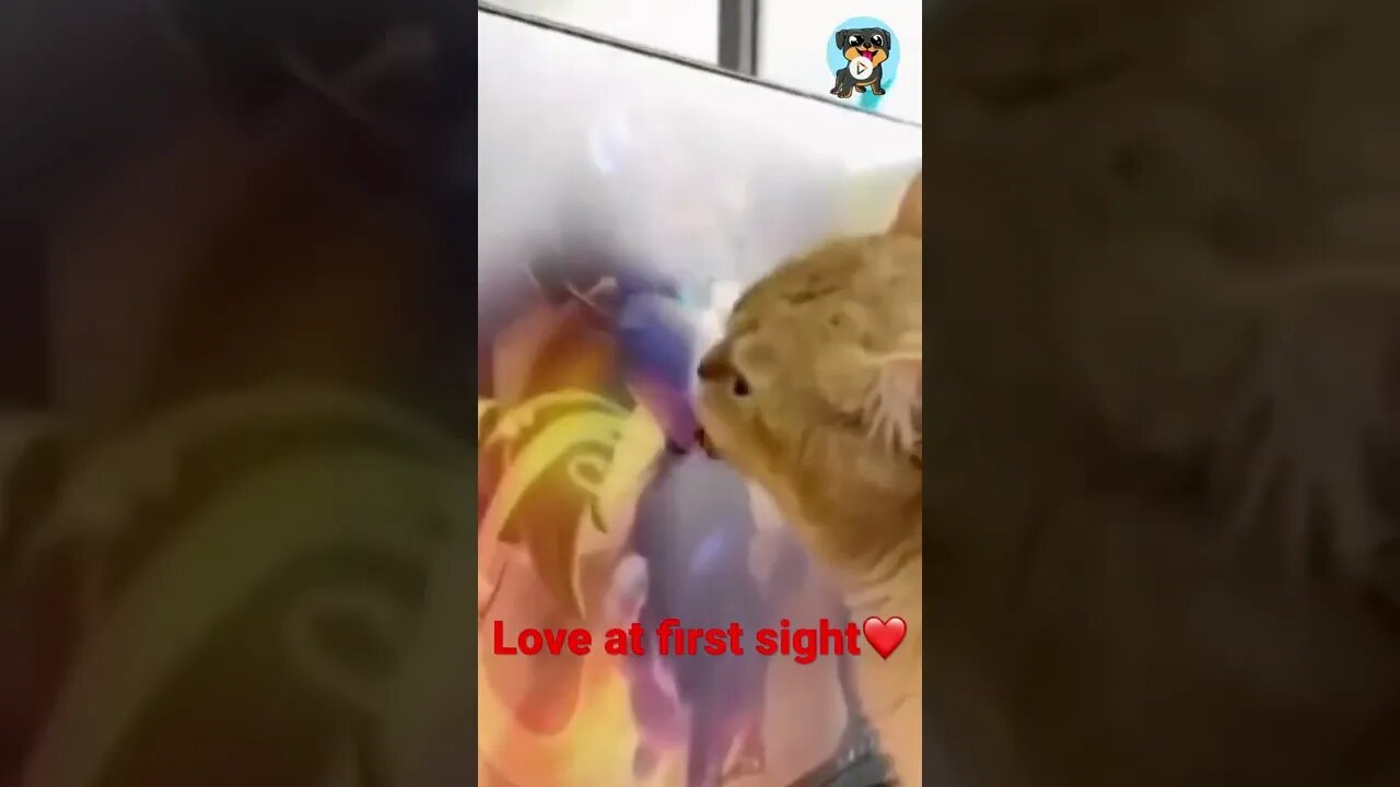 BEST 😍FUNNY😍 PET VIDEOS #41 - Try Not To Laugh #shorts