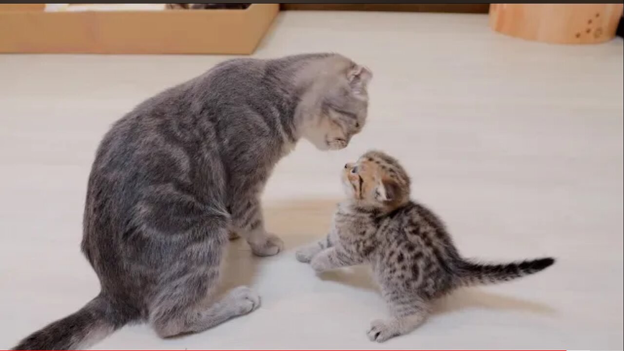 Go to sleep! A cute kitten who rebels against his mother and attacks her, only to get hit back.