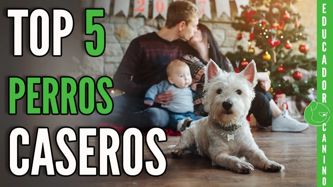 Conoce los mejores perros recomendados para vivir en un piso o departamento