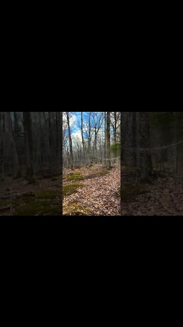 Birds chirping in a forest in Canada