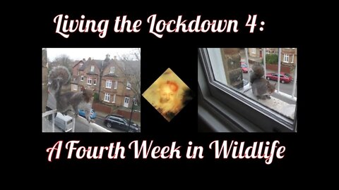 Living The Lockdown 4 : A Fourth Week In Wildlife