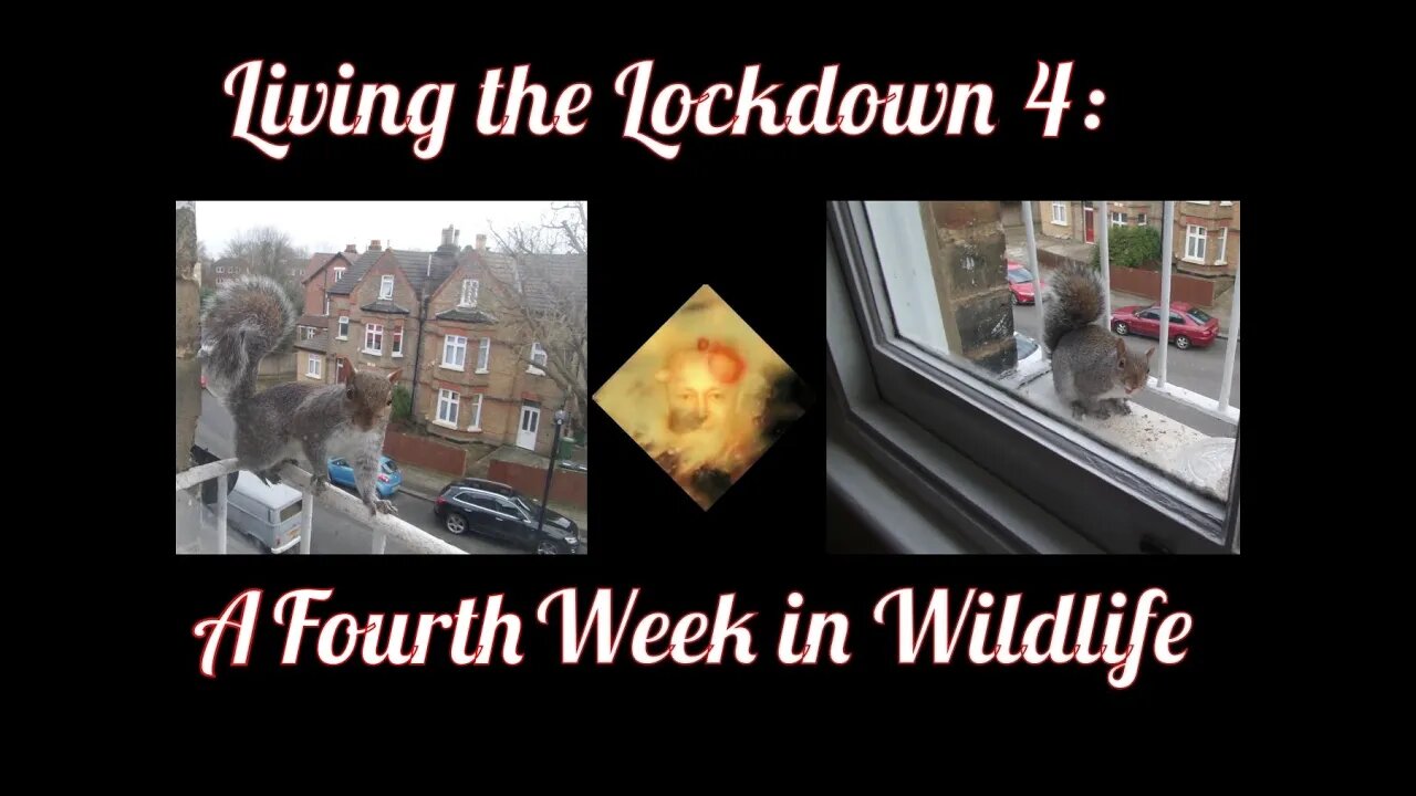 Living The Lockdown 4 : A Fourth Week In Wildlife