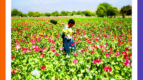 Taliban Bans Poppy Farms | Western Economies Collapsing