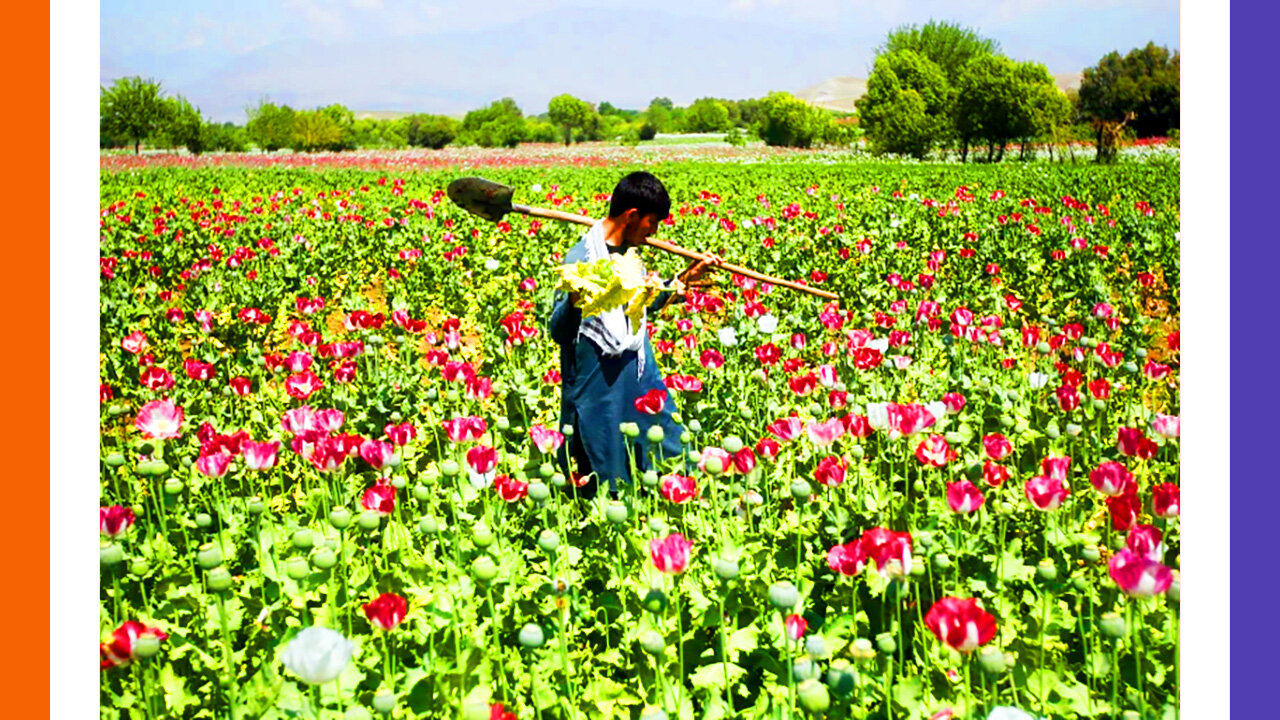 Taliban Bans Poppy Farms | Western Economies Collapsing