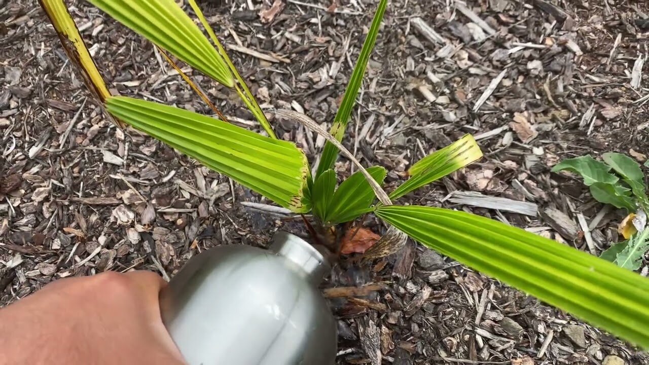 Update on the surviving guerilla Trachys