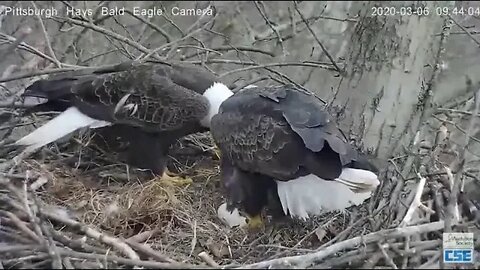 Hays Eagles Dad "She'll leave if i sit on her head ,it worked!"