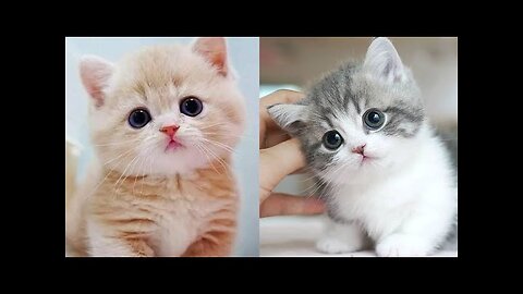 Baby Cats - Cute and Funny Cat Videos Compilation