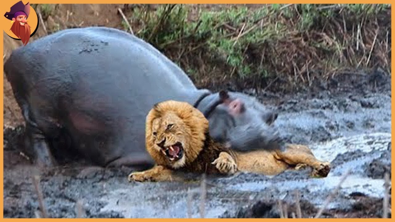 12 Times Hippos Attacked Their Enemies