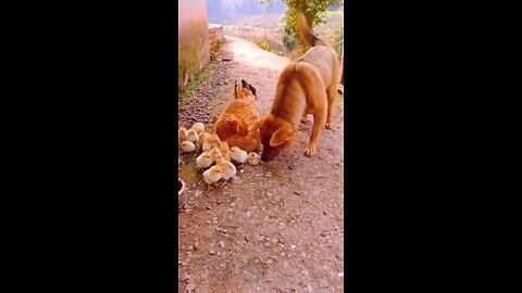 dog and hens love story 😍