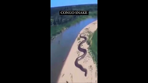 Huge snake in Congo 🇨🇬