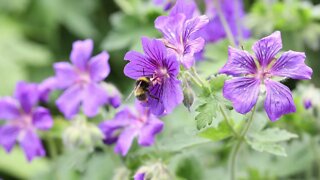 Slow motion bees 50fps