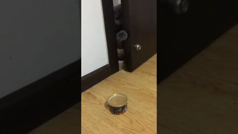 funny cat videos | cute cat videos| cute animals funny cats #shorts #shortsfunny #cutecat #funnycat
