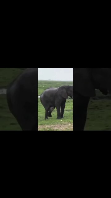 parto de elefante 😱😱😱