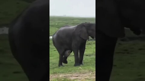 parto de elefante 😱😱😱