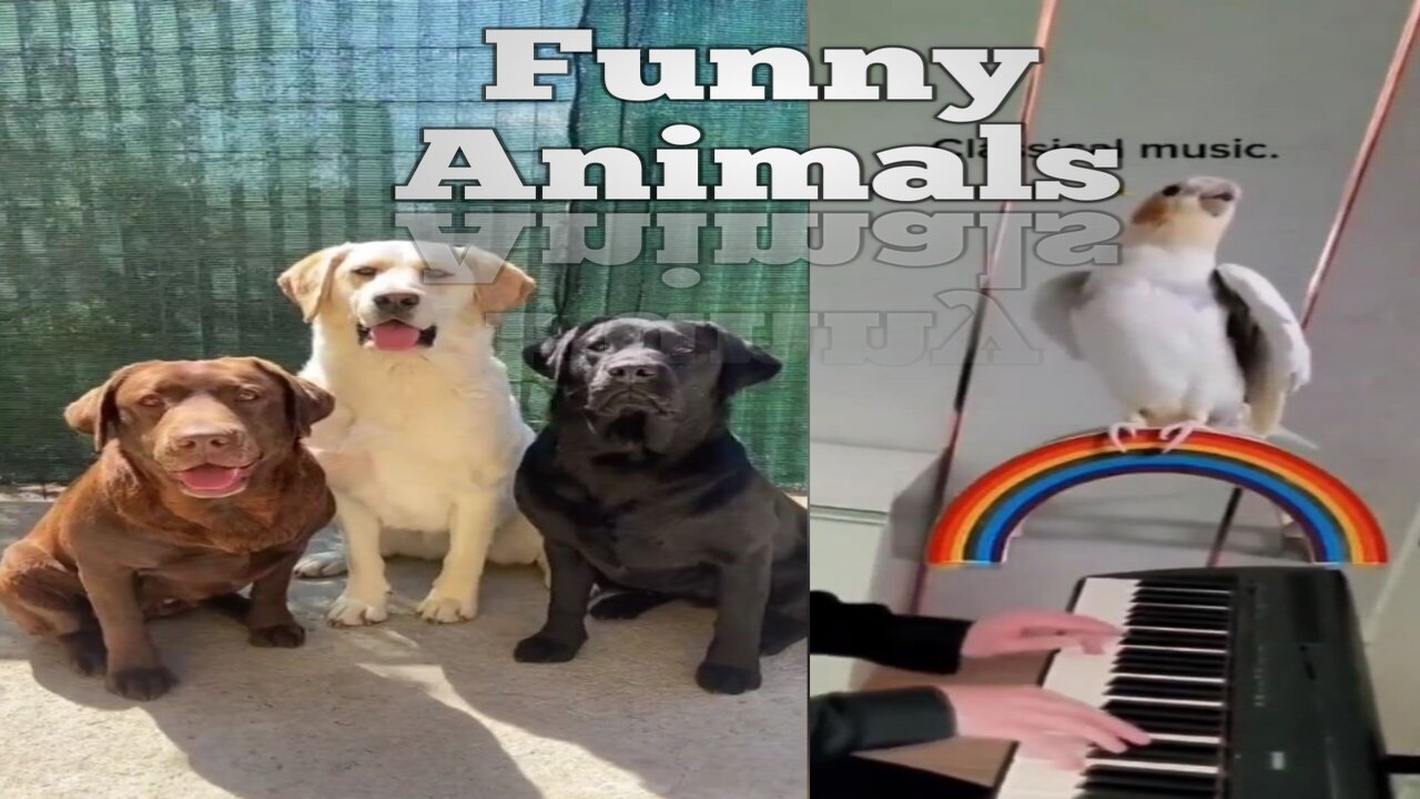 Best Funny Cats and Dogs Videos | Funny Animals Videos #funny #animals