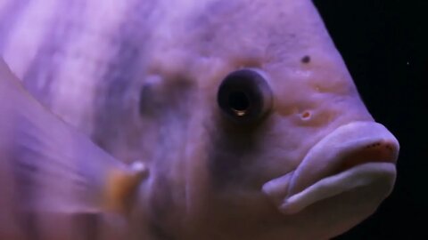 cichlid fish closeup swims in aquarium