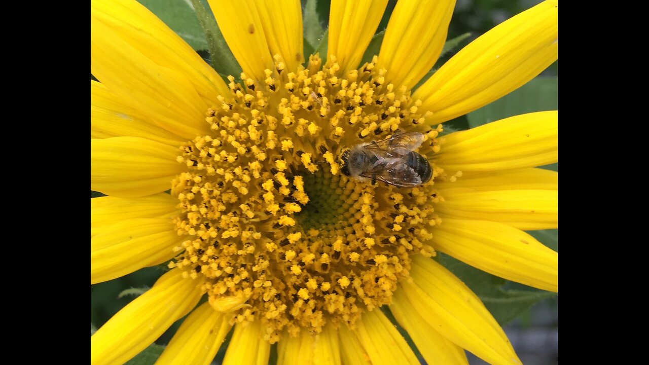 Southeast Texas Backyard Wildlife 127