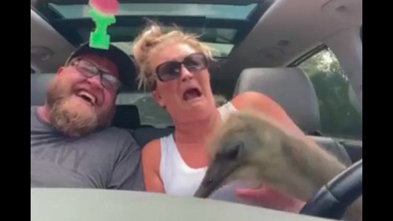 Mom's hilarious reaction to a hungry ostrich